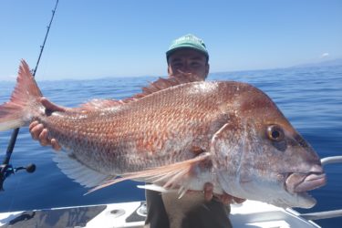 snapper